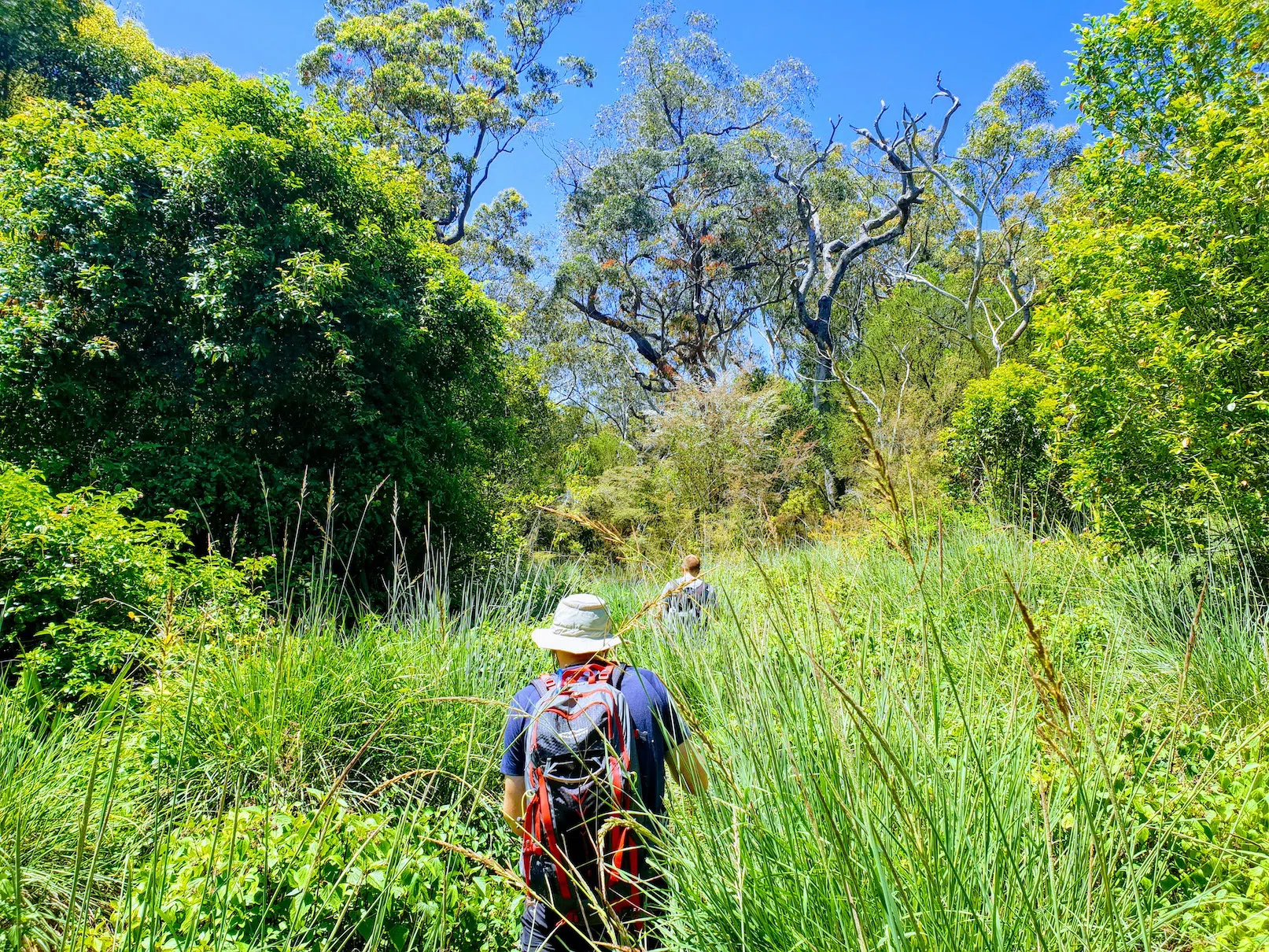 Bush walking